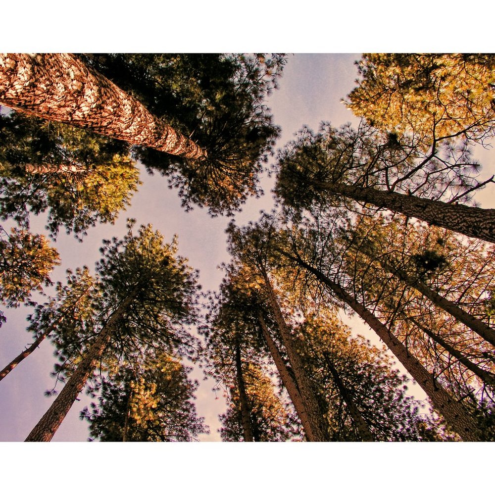 Group of Trees  11 x 14 print